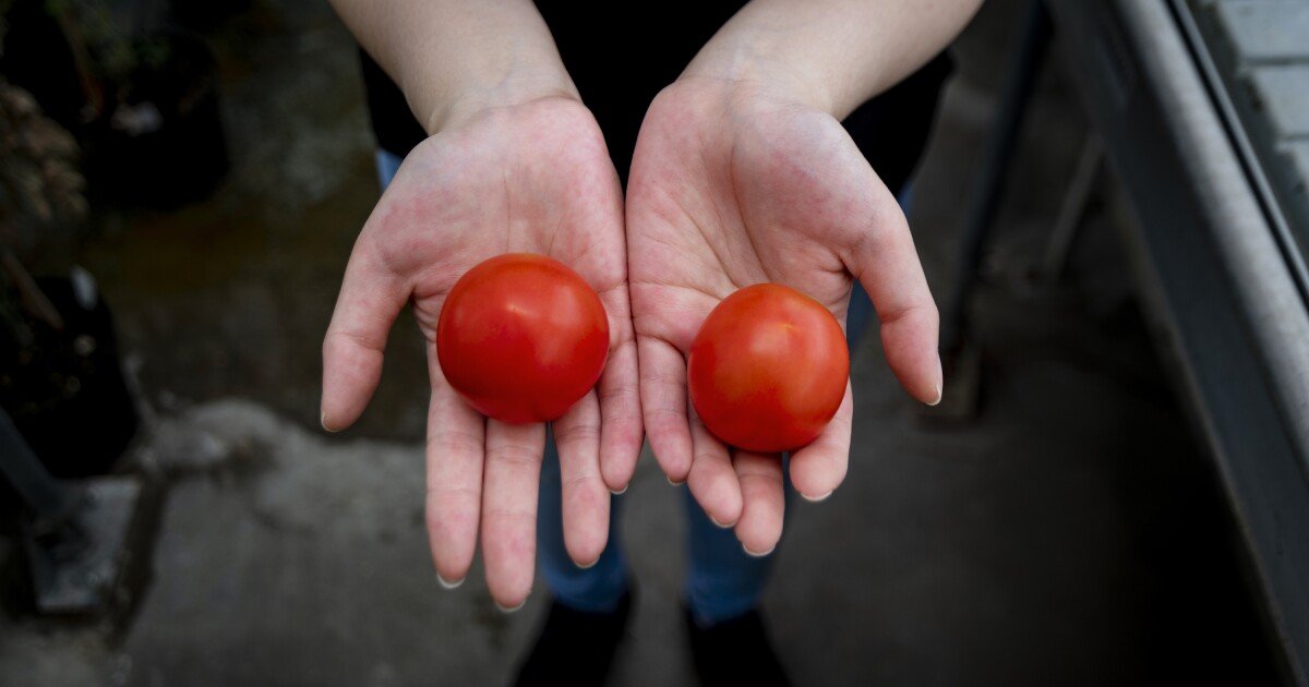 CRISPR tomatoes genetically engineered to be richer in vitamin D