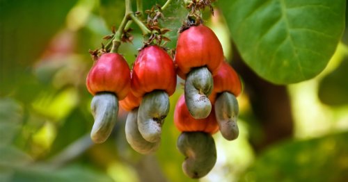 Cashew plant leftovers are very good at inhibiting fat cell growth