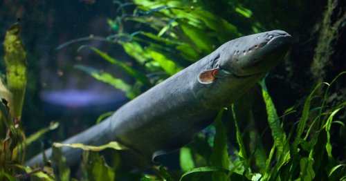 Electric eel’s zap can transfer genes to nearby animals, study finds