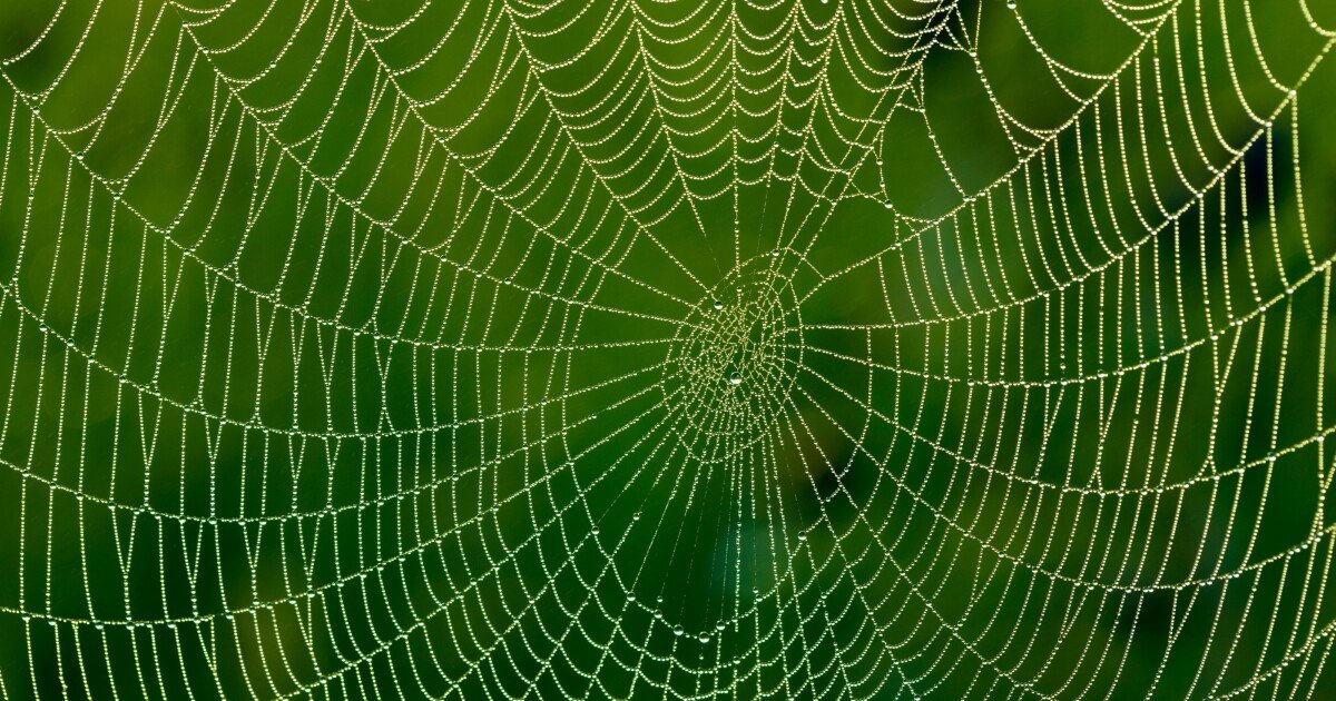 Graphene-fed spiders spin bionic silk