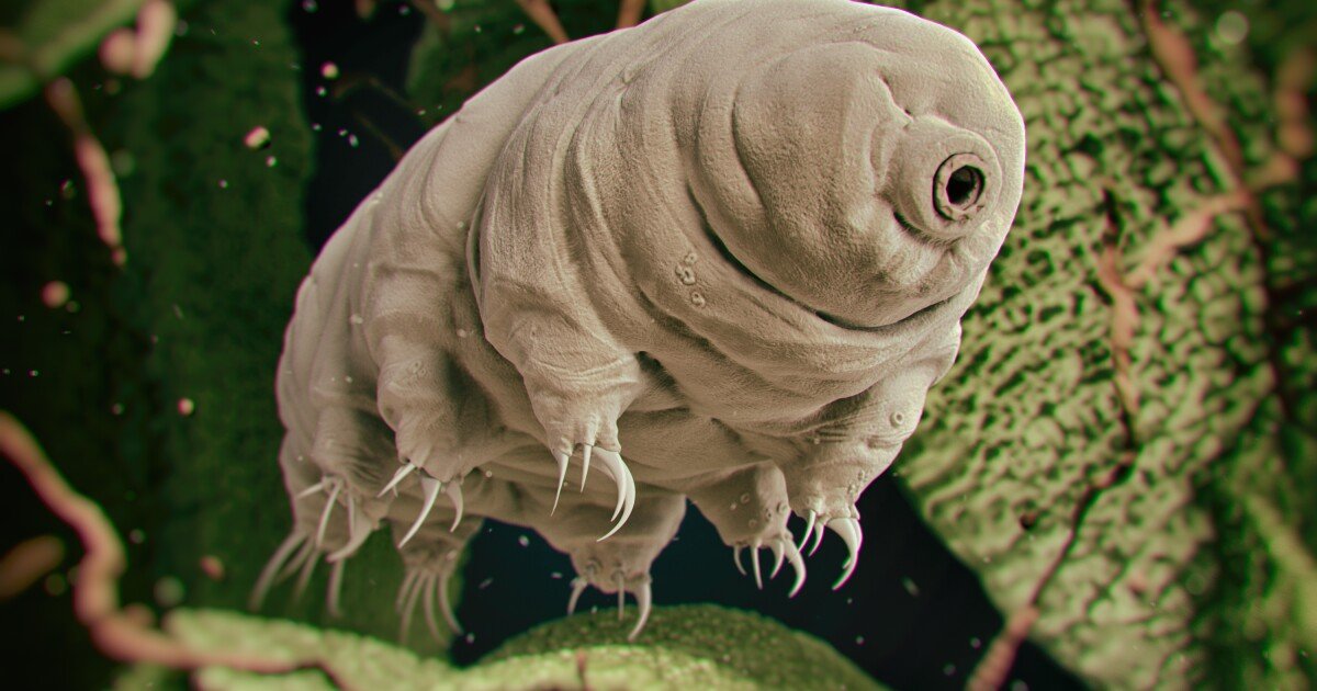 Tardigrades fired from a gun to test theory asteroids seed life