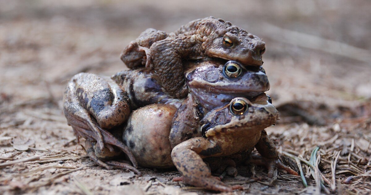 Croak it: Female frogs fake death to avoid sex with unappealing males