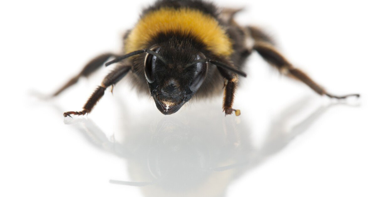 Bees rolling balls around hailed as first evidence of insect play