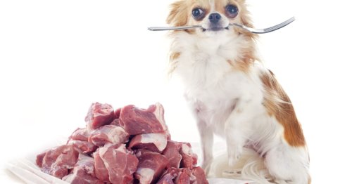 Higher rates of antibiotic-resistant bacteria in dogs fed raw meat