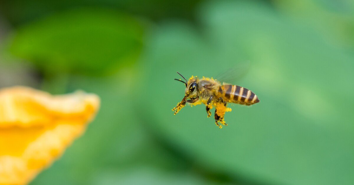 Honeybee hive debris provides snapshots of urban microbiomes
