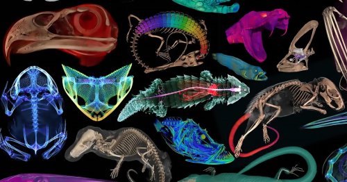 Video: 3D images of over 13,000 museum specimens now free to everyone