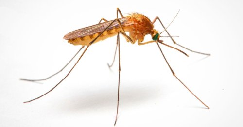 Vaccines have successfully been delivered via mosquito bite