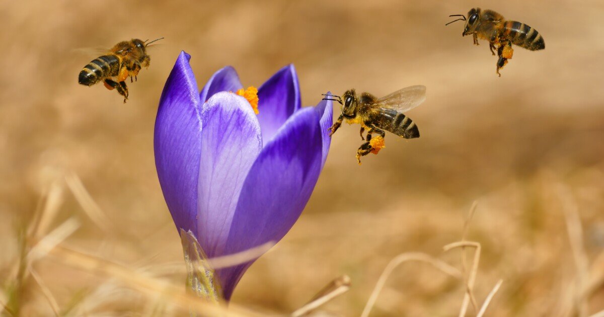 Puzzling study finds bee lifespans are now 50% shorter than 50 years ago