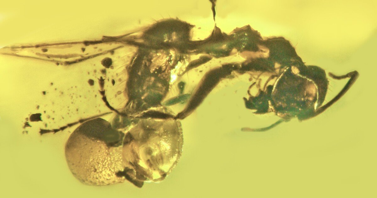 Novel "zombie ant" fungus discovered in ancient amber