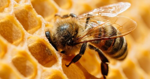 Robotic beehive provides vital life support to chilly honeybees