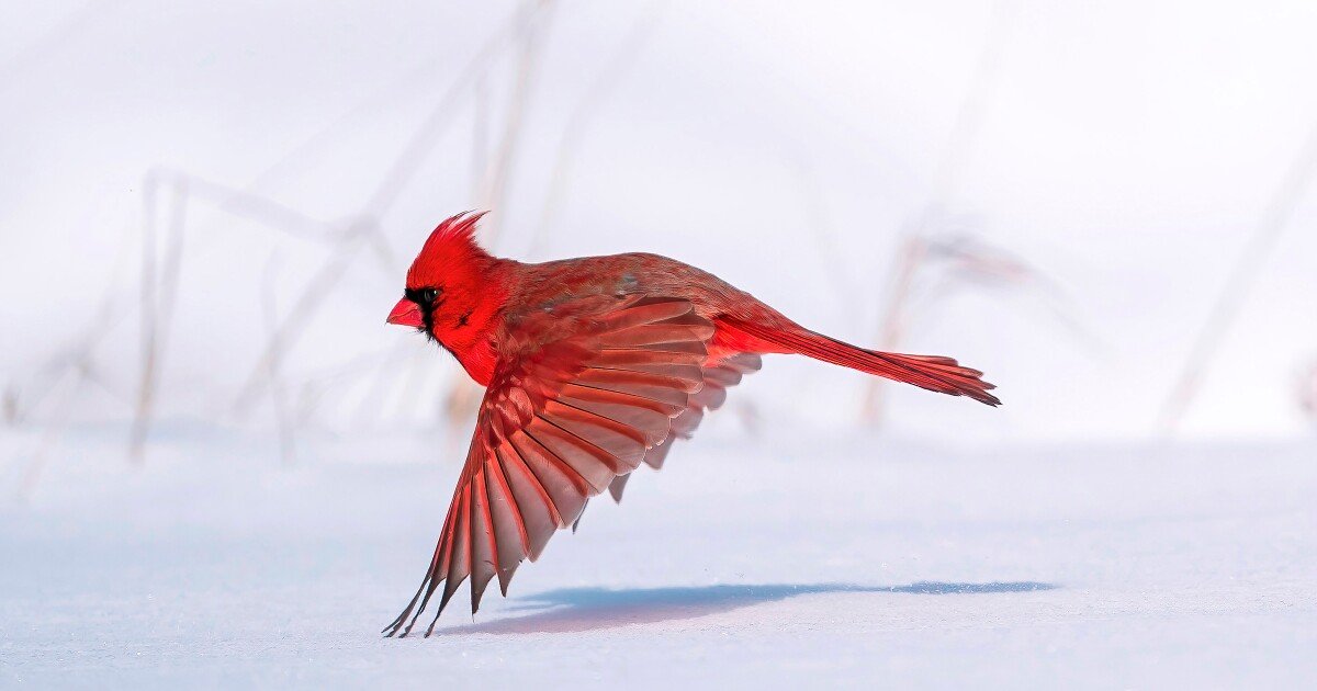 Breathtaking bird photography in the 2021 Audubon Awards
