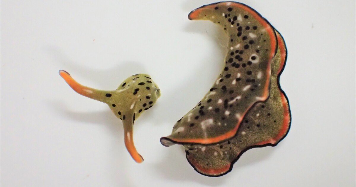 Self-decapitating sea slugs drop their heads and regrow whole bodies