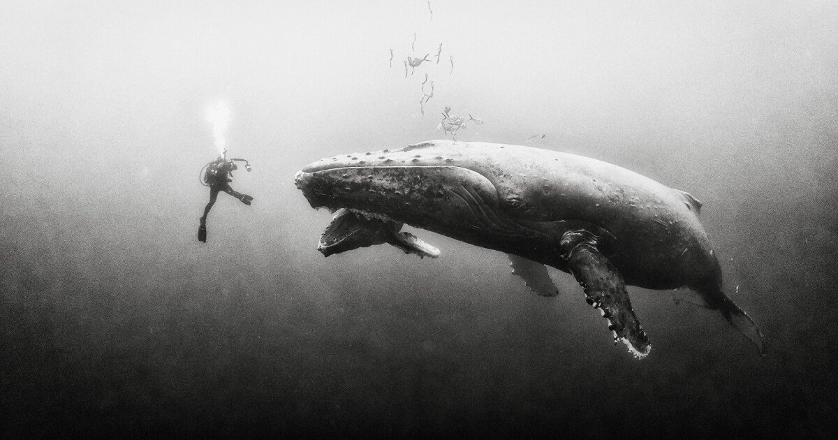 Beautiful black and white photography delivers stunning undersea perspectives