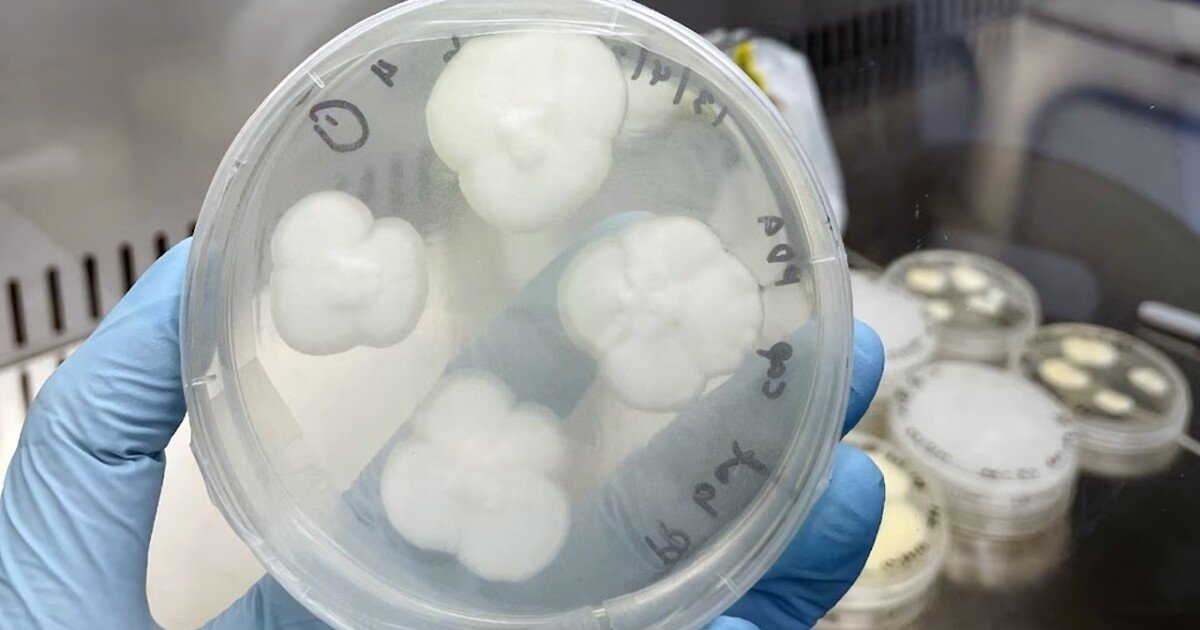 Plastic-eating fungi could solve polypropylene pollution problem