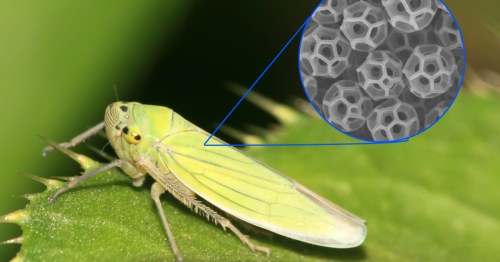 Common bug's tiny balls inspire UV shields and invisibility cloaking