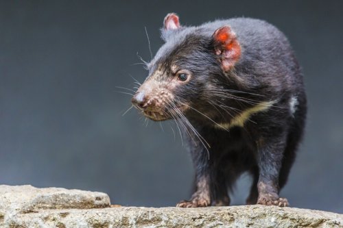 AI becomes an unlikely wildlife warrior