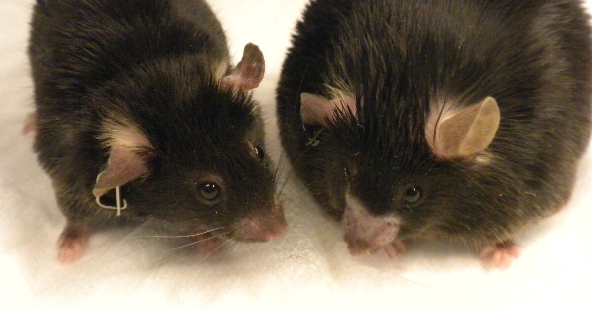 Asthma drug reverses obesity and diabetes in mice