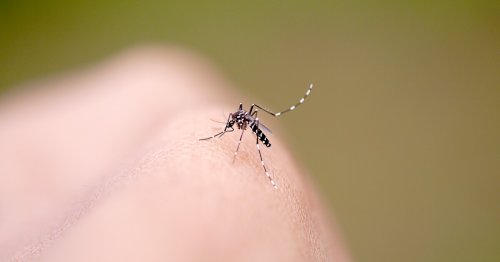 Antibody therapy proves 88% effective at preventing malaria infections