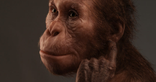 Spine reveals ancient human relative climbed like apes, walked like us