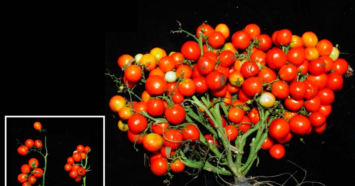 Genetically engineered tomato shrub could be a boon for urban farming