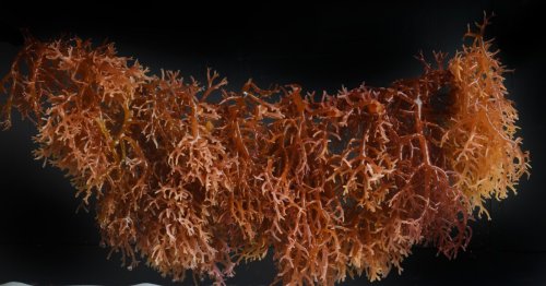 Separator made from seaweed gives next-gen battery a performance boost