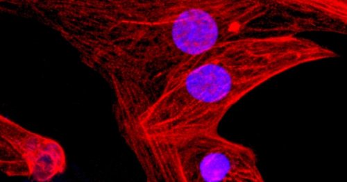 Landmark research creates “universal” stem cells using CRISPR gene editing