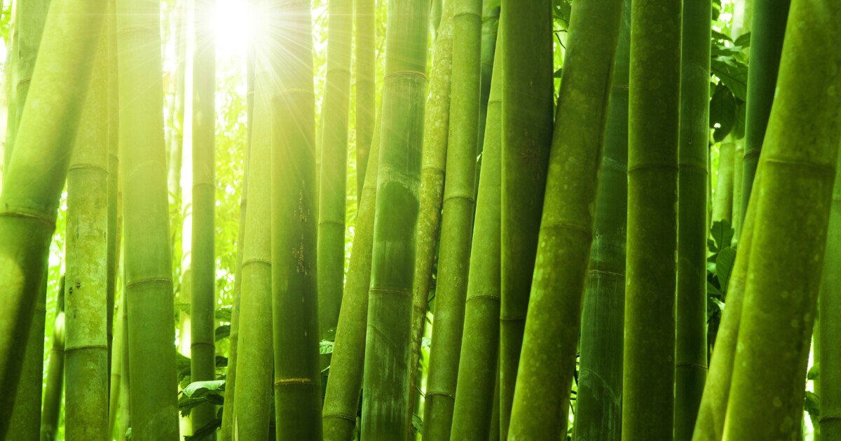 Transparent bamboo: A fireproof and waterproof alternative to glass
