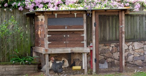 Lead in eggs from hens in city backyards raises urban farming concerns