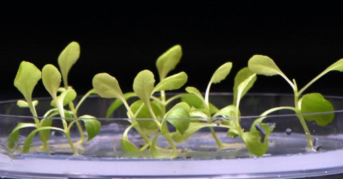 Artificial photosynthesis lets plants grow efficiently in total darkness