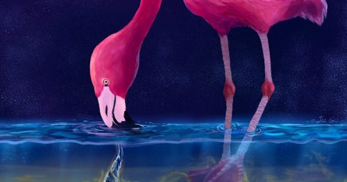 Flamingos' feet and angled beak create tiny tornadoes to capture prey