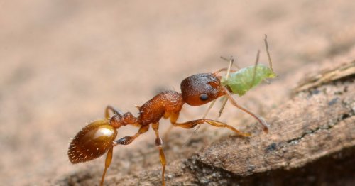 Parasite grants ants "eternal youth" – but there's a dark side