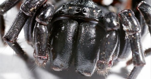 Funnel-web spider venom found to contain potent killer of skin cancer cells