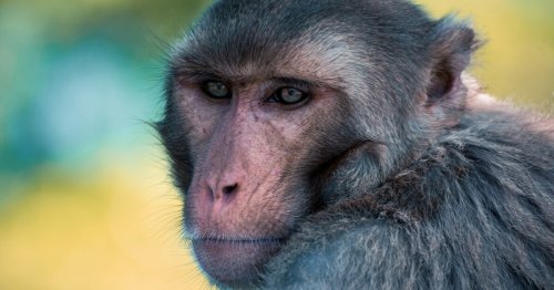 Monkeys master thought-controlled wheelchair