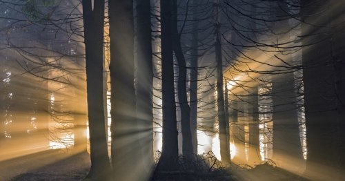 We now have evidence of how old trees share critical intel with forest youth
