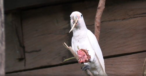 Cockatoos make advanced toolsets, the first non-primates known to do so
