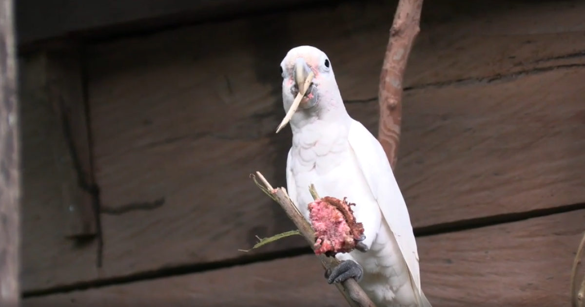 Cockatoos make advanced toolsets, the first non-primates known to do so