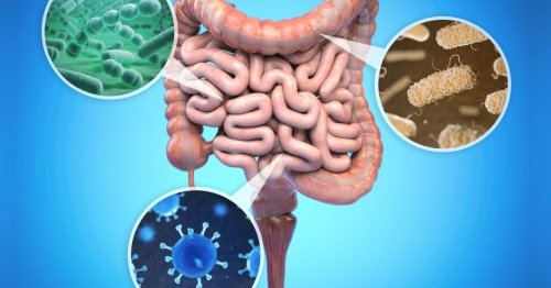 ALS and gut bacteria linked in “remarkable” new Harvard study