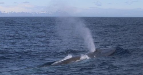 Blue whales return to South Georgia island after 50 years