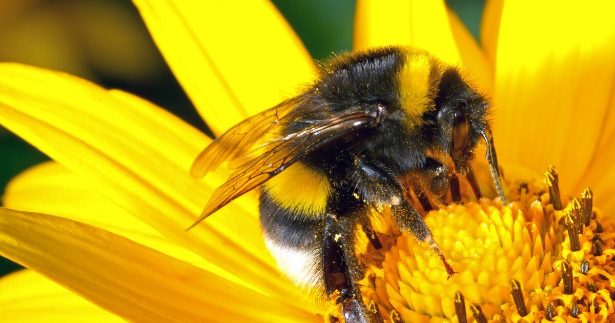 Bee study identifies gut bacteria that can improve memory