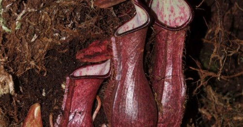 Newly classified carnivorous plant goes underground to catch prey