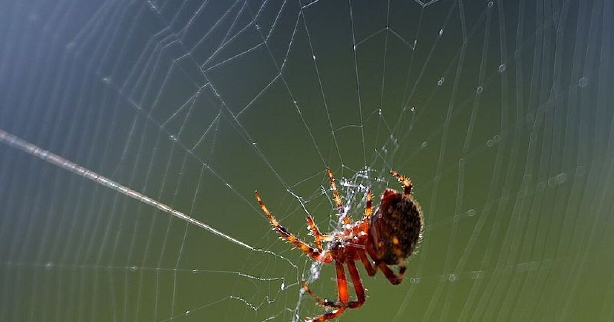 Secrets of spider silk unraveled