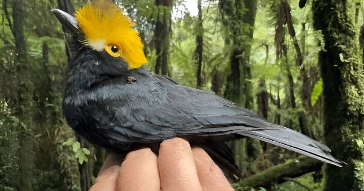 Striking "lost" bird species found and featured in first-known photo