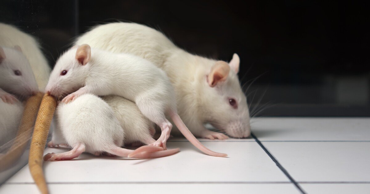 "Young blood" particles that help old mice fight aging identified