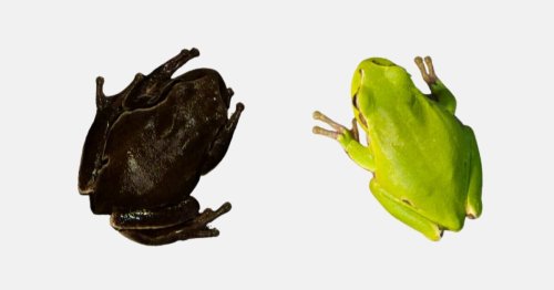 Evolution in action as frogs in Chernobyl exclusion zone turn black
