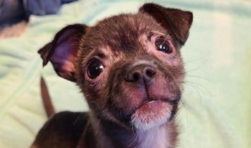 North Attleboro Police seeks public’s help for info on puppy left on side of the road in a crate