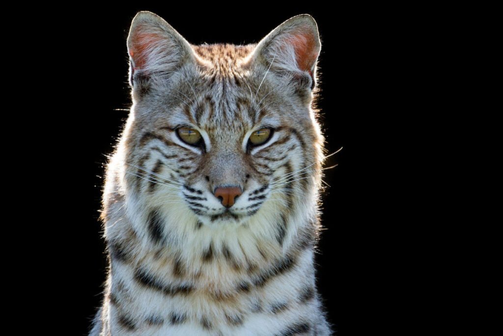 29 Interesting Facts About Bobcats You May Not Have Heard