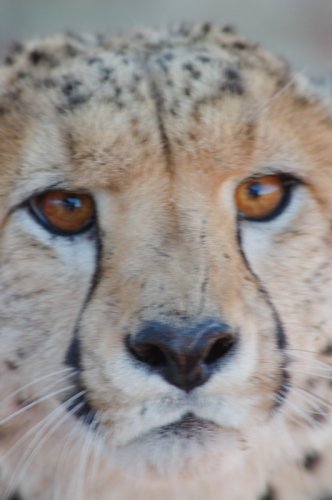 27 Interesting Facts about the World's Fastest Land Animal