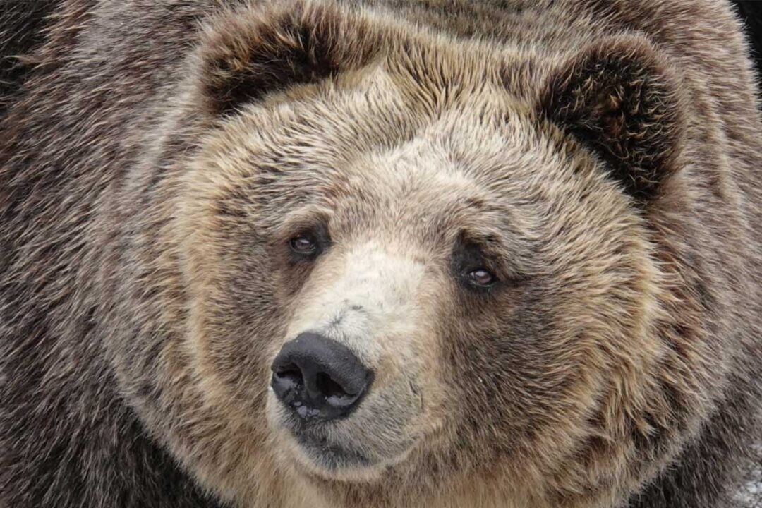 Interesting Facts about Bears You Might Not Know