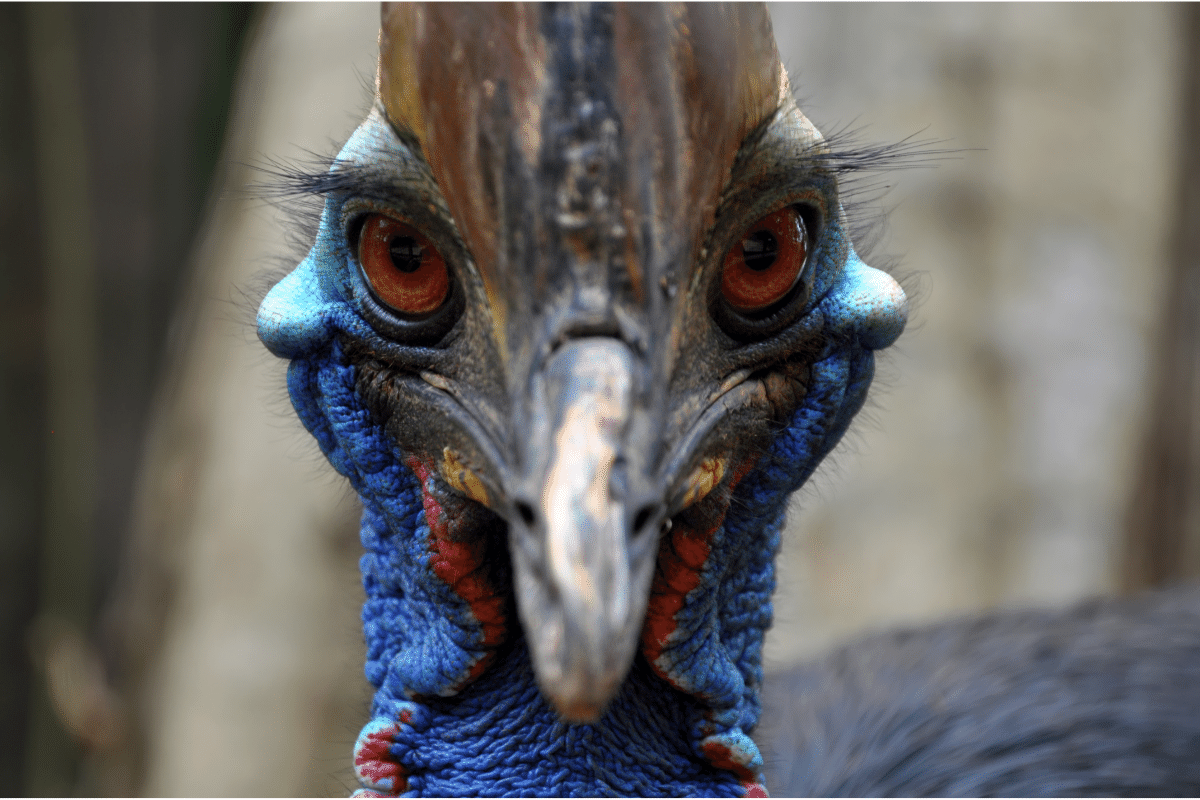 19 Facts about the Cassowary You Might Not Know