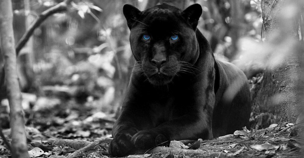 26 Amazing Facts about Panthers You Might Not Know (2022)